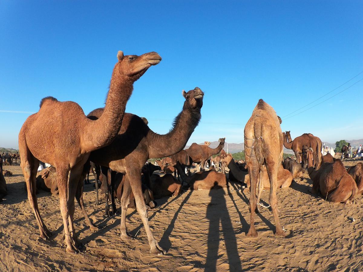 Aroma Otel Pushkar Dış mekan fotoğraf